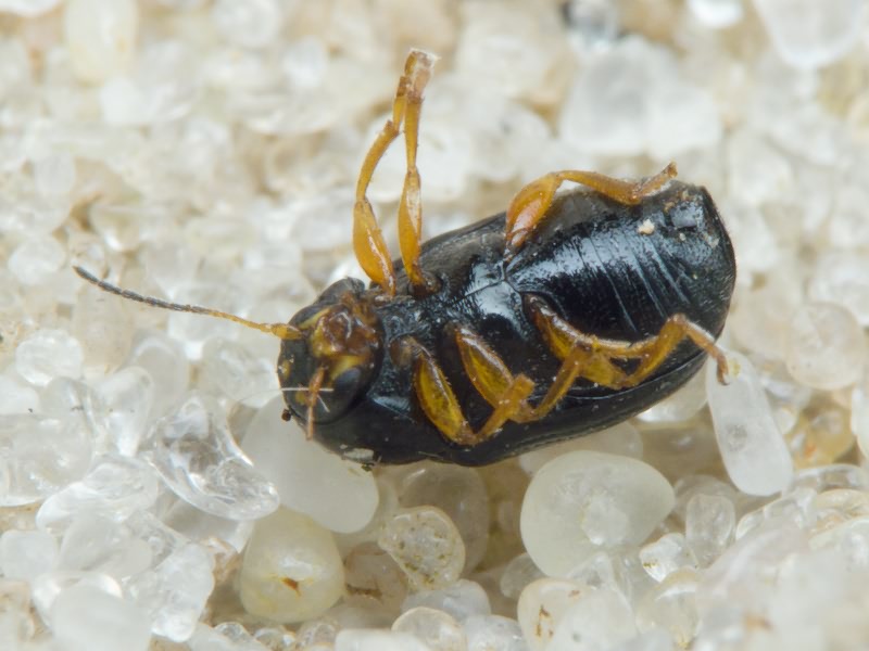 Cryptocephalus (Burlinius) ocellatus Drapiez, 1819